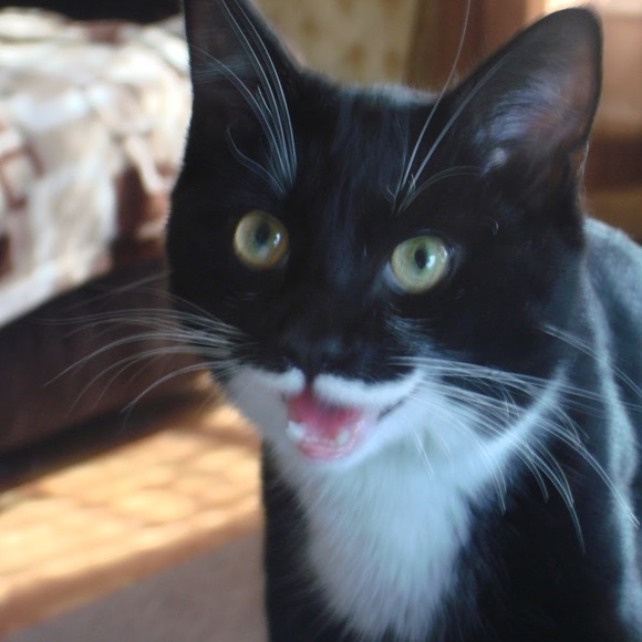 Meet your Posher, Chris - Picture 1 of 1